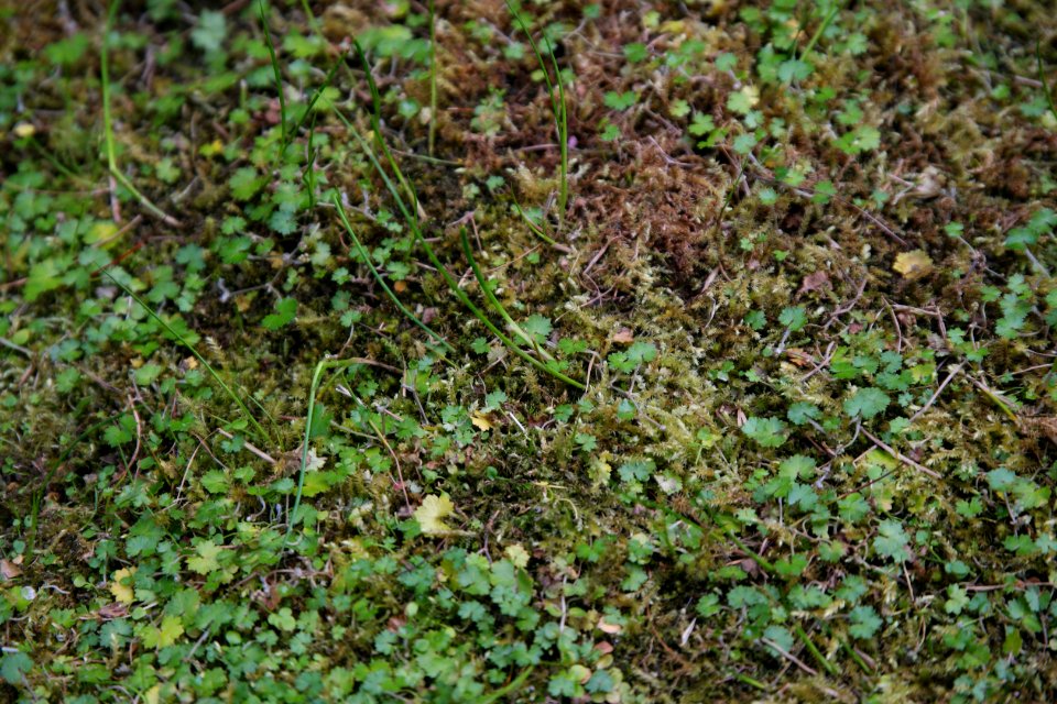 Hydrocotyle novae-zelandiae at the Sub Antarctic Plant House, Royal Tasmanian Botanical Gardens 01