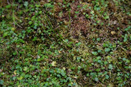 Hydrocotyle novae-zelandiae at the Sub Antarctic Plant House, Royal Tasmanian Botanical Gardens 01