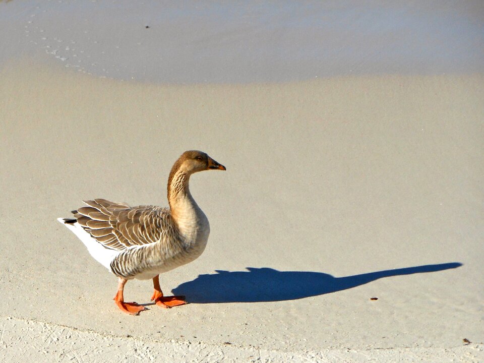 Duck bird sea