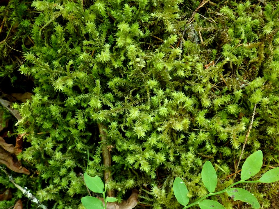 Hylocomiadelphus triquetrus 140314414