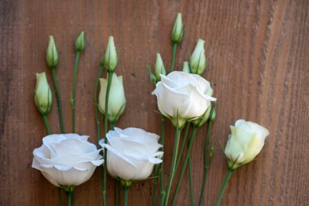 Bloom white white flower photo