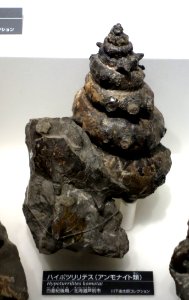 Hypoturrilites komotai - National Museum of Nature and Science, Tokyo - DSC06992