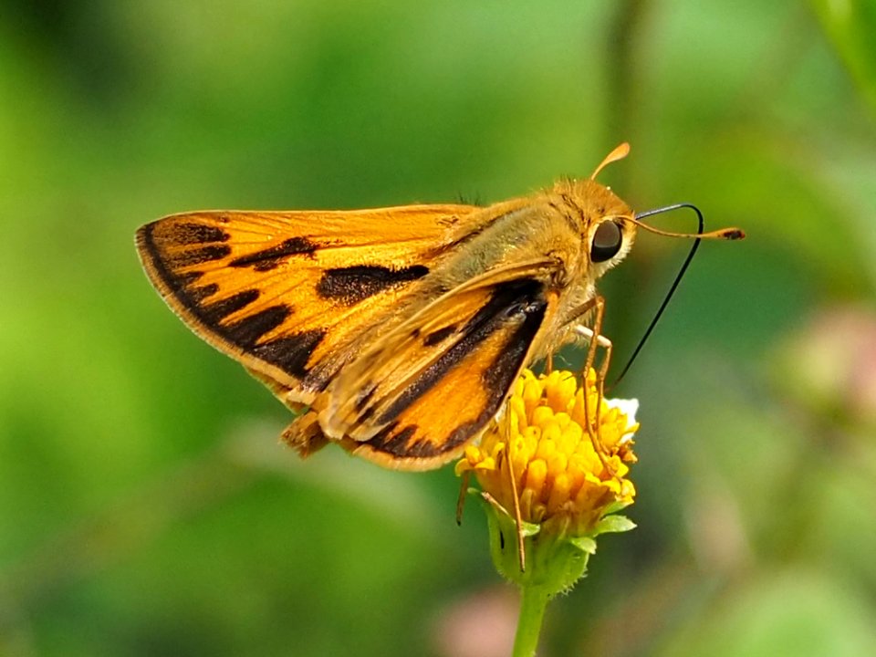 Hylephila phyleus 113471419