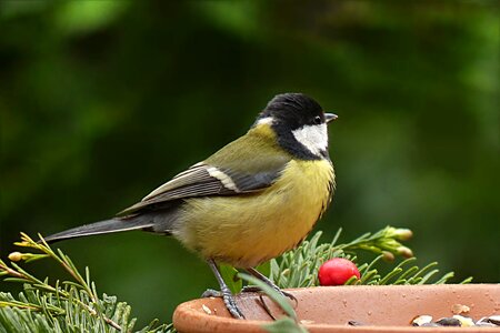 Parus major foraging garden