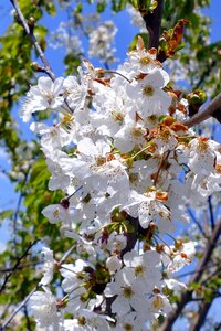 Nature white pollen photo