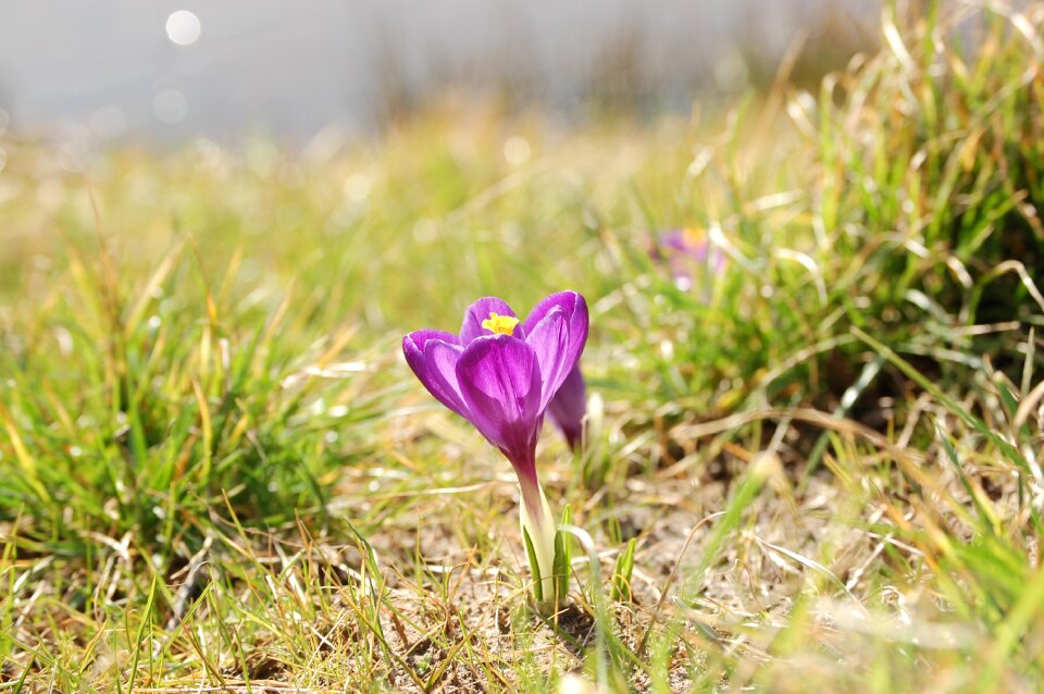 Medow spring flowers