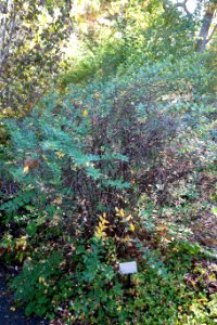 Hypericum forrestii - Quarryhill Botanical Garden - DSC03326