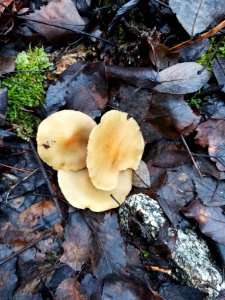 Hypholoma capnoides 107802949