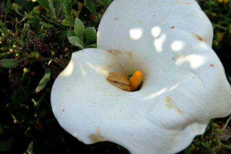 Hyperolius horstockii ArumLilyFrog Cape Town 4