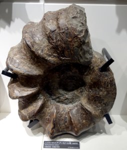 Hyperpuzosia tamon - National Museum of Nature and Science, Tokyo - DSC06967