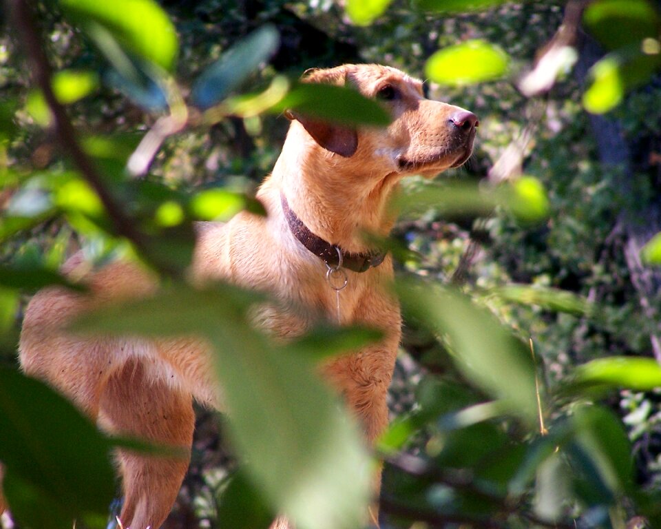 American labrador retriever dog fox red