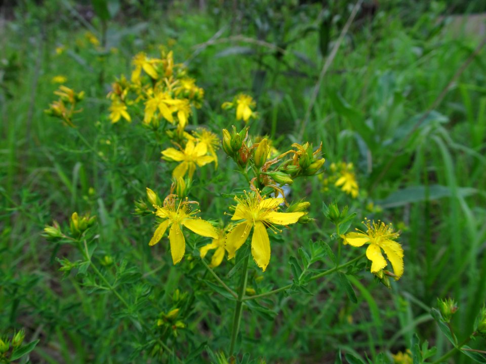 Hypericum perforatum, 2021-06-19, Castle Shannon, 01