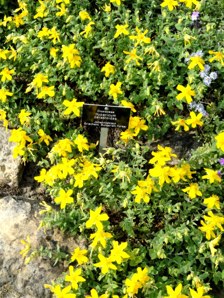 Hypericum cerastoides - Botanischer Garten Freiburg - DSC06443
