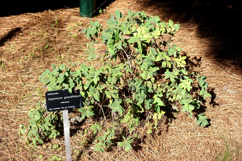 Hypericum calycinum (Hypericum grandiflorum) - Jardín Botánico de Barcelona - Barcelona, Spain - DSC09114