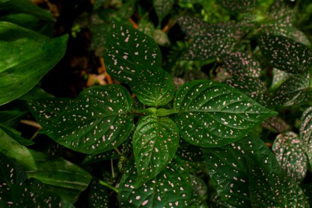 Hypoestes phyllostachya - Botanischer Garten Dresden (2)