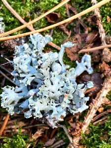 Hypogymnia physodes 96250446