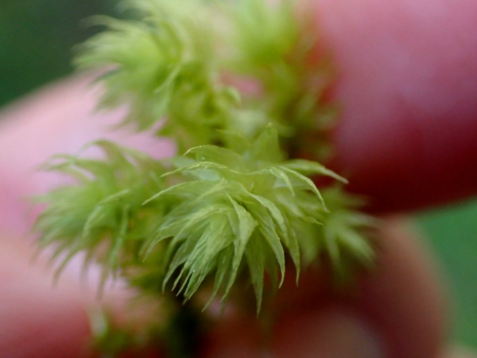 Hylocomiadelphus triquetrus 141599792