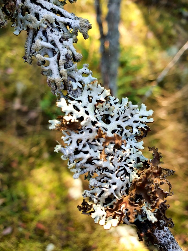 Hypogymnia physodes 96909540