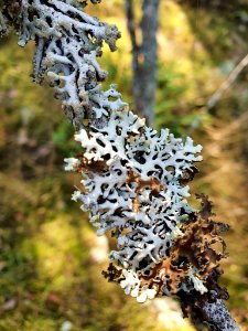 Hypogymnia physodes 96909540