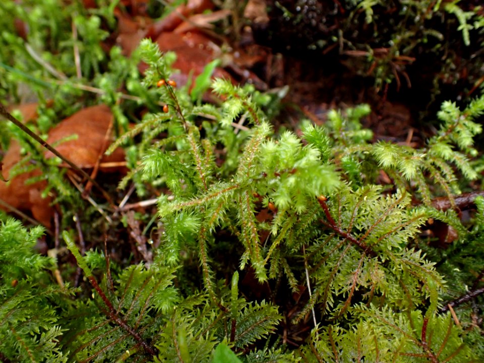 Hylocomiadelphus triquetrus 135677133