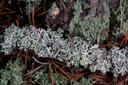 Hypogymnia physodes 105608597