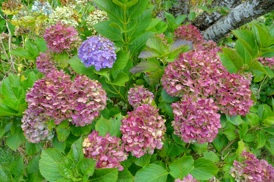 Hydrangea - Hakone, Japan - DSC05912