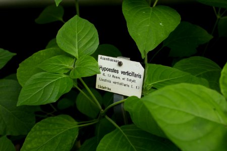 Hypoestes verticillaris - Botanischer Garten Dresden