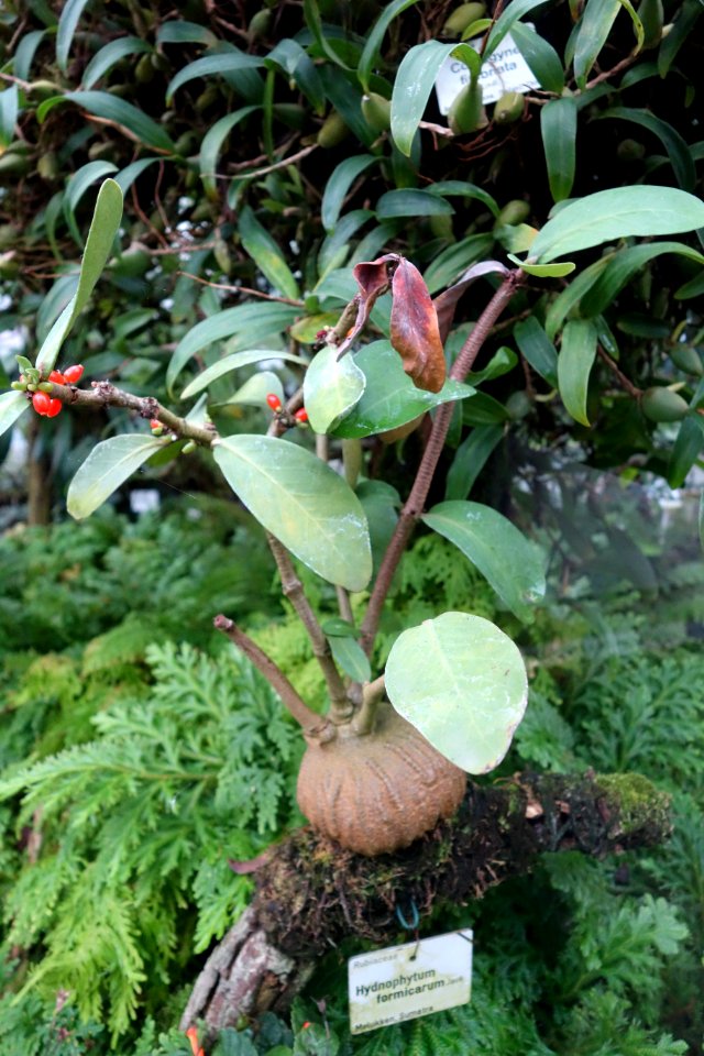 Hydnophytum formicarum - Botanischer Garten, Dresden, Germany - DSC08782