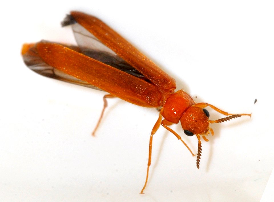 Hylecoetus-dermestoides-05-fws