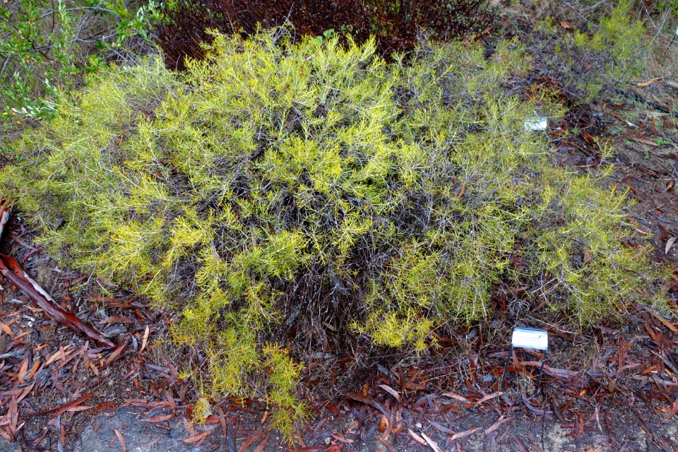 Hypocalymma angustifolium - UC Santa Cruz Arboretum - DSC07351