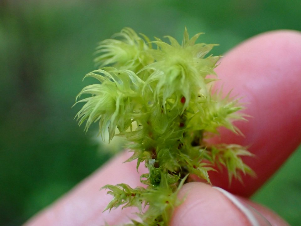 Hylocomiadelphus triquetrus 141599725