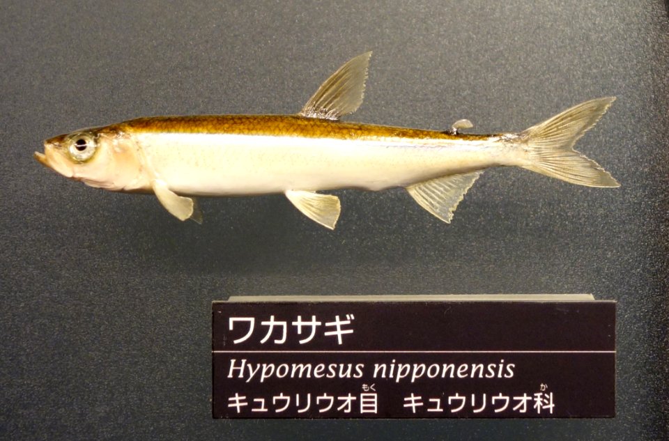 Hypomesus nipponensis - National Museum of Nature and Science, Tokyo - DSC06856