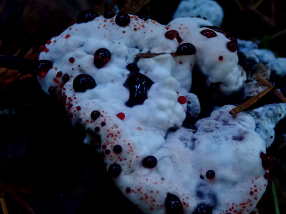 Hydnellum peckii 98004367