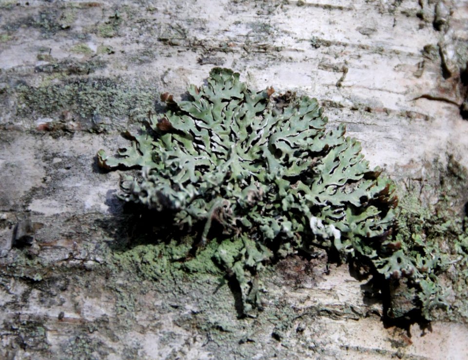 Hypogymnia physodes 99988347