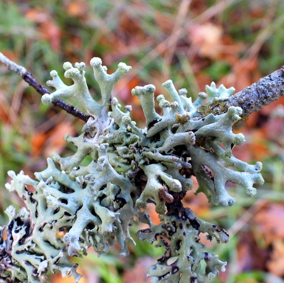 Hypogymnia tubulosa 99844414