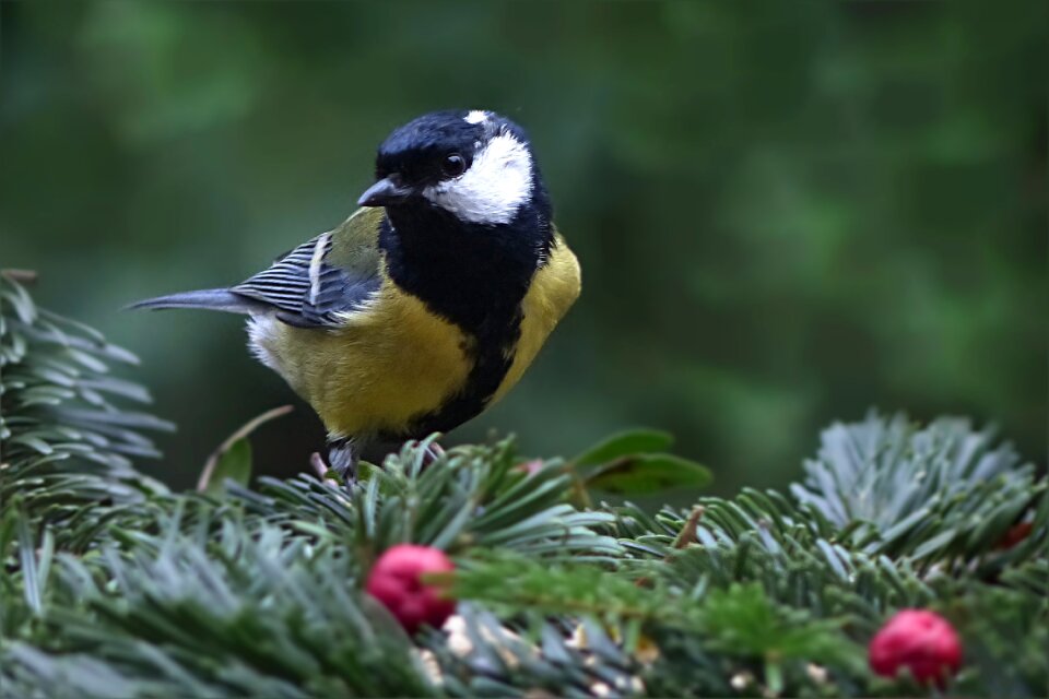 Parus major foraging garden