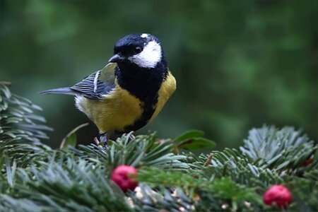 Parus major foraging garden