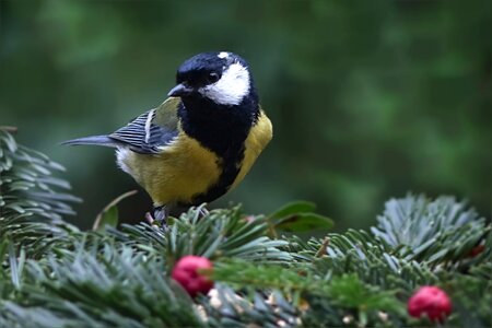 Parus major foraging garden photo