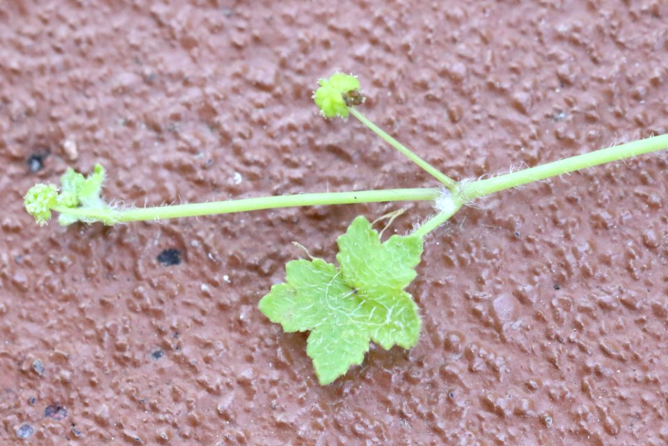 Hydrocotyle acutiloba