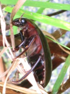 Hydrophilus piceus (Great Silver Water Beetle), Arnhem, the Netherlands photo