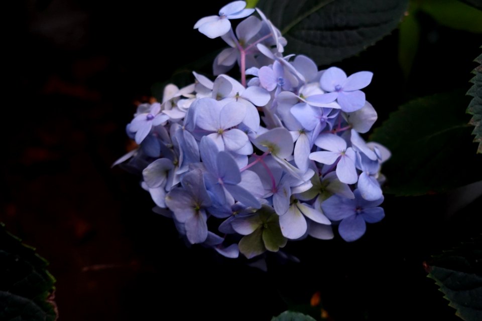 Hydrangea (236018531)