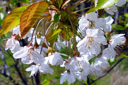 Nature white pollen