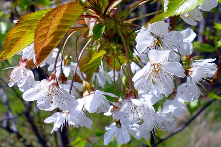 Nature white pollen photo