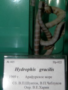 Hydrophis gracilis photo