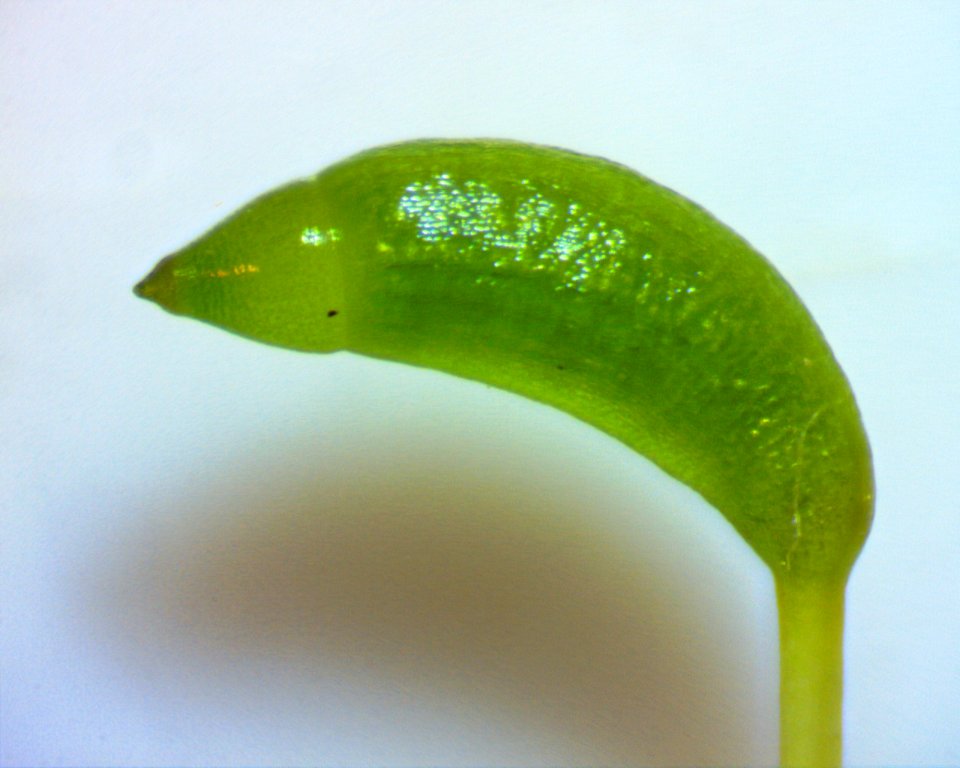 Hygroamblystegium varium 61462549