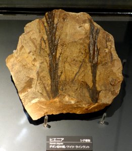 Hyenia elegans - National Museum of Nature and Science, Tokyo - DSC07769
