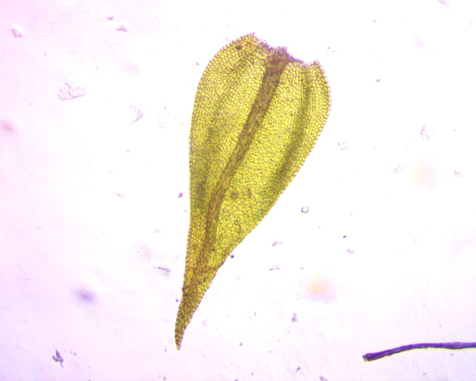 Hygroamblystegium varium 61497370