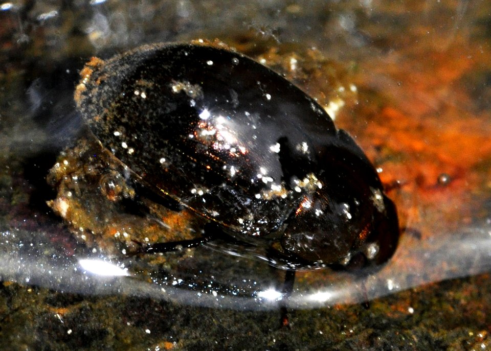 Hydrobius-fuscipes-04-fws