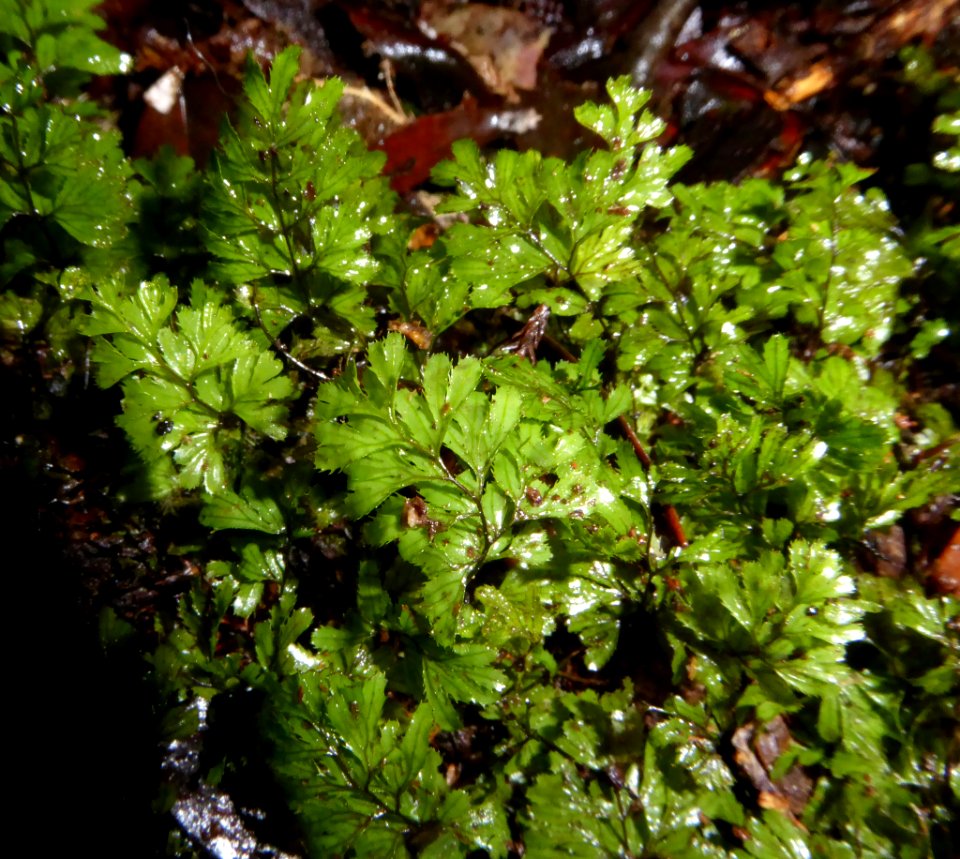 Hymenophyllum revolutum by Peter de Lange