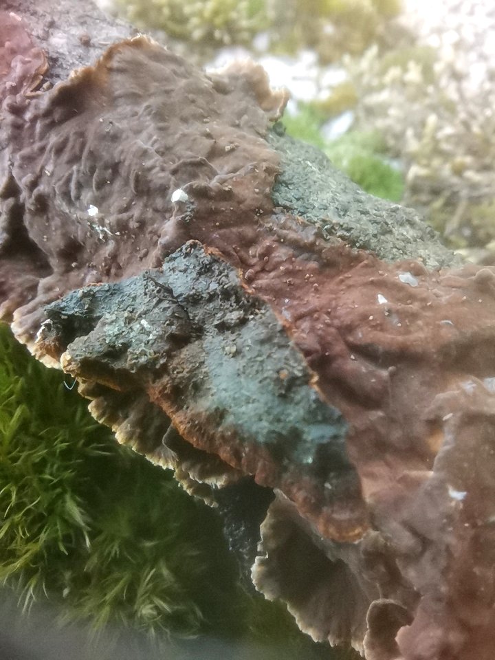 Hydnoporia tabacina 117582493